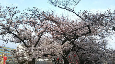 錦糸公園の桜 2