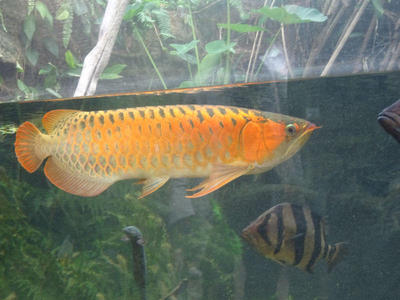 アジアアロワナ