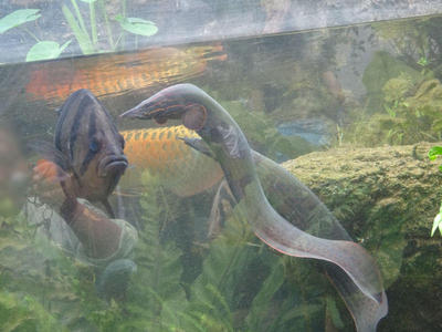 熱帯アジアの魚