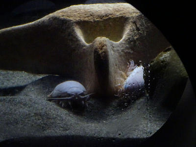 オオグソクムシ