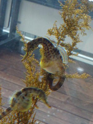 タツノオトシゴ