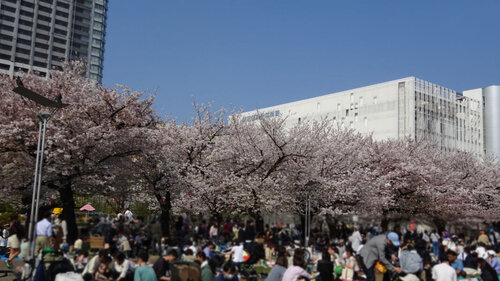 錦糸公園の桜 その1