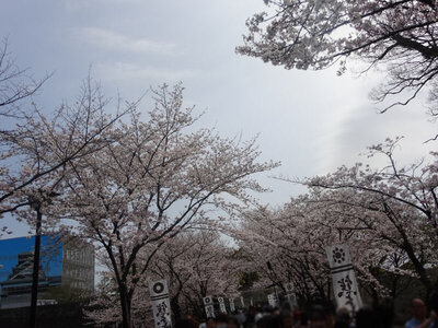 熊本城 桜