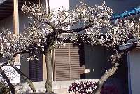 近所で咲いてた梅の花(2003.2.28撮影)