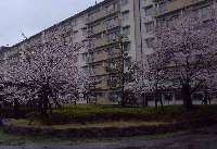 若松団地の桜