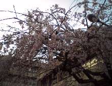 田喜野井小前の桜(2004/03/28) 携帯のカメラで撮影したので少々暗いです(^^;