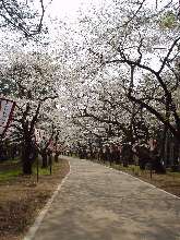 芦野公園の桜