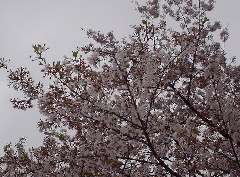 上野公園の桜(2004/4/4)