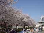 錦糸公園の桜 その1