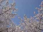 錦糸公園の桜 その2