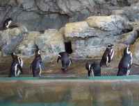 しながわ水族館のペンギン
