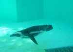 泳ぎまくっている、ペンギン