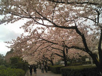 等々力緑地公園の桜