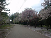 芦野公園の桜