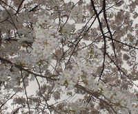 錦糸公園の桜2007