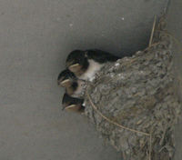 道の駅 富楽里とみやまにあった、ツバメの巣