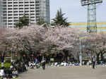 錦糸公園の桜