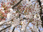 錦糸公園の桜 アップ