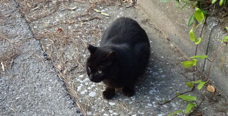 稲毛海浜公園 黒猫さん