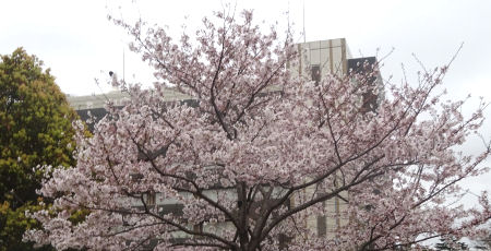 JFEスチール前の桜