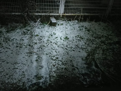 17時過ぎの庭先