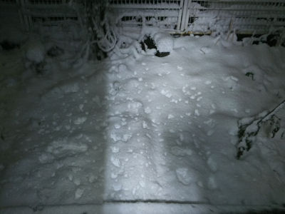 22時過ぎの庭先