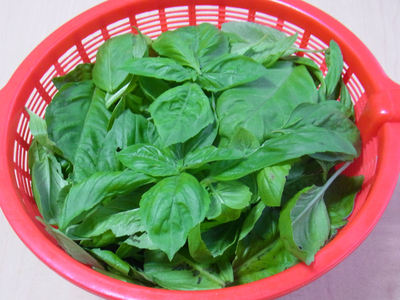 バジルの葉
