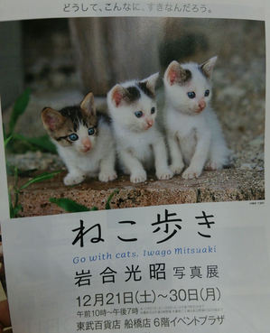 ねこ歩き写真展