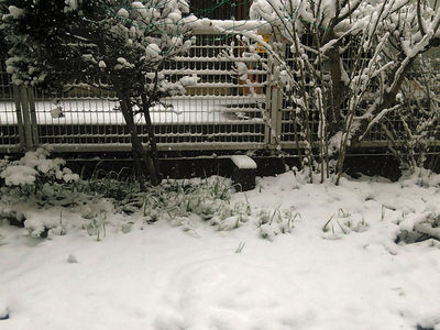 昼すぎの雪