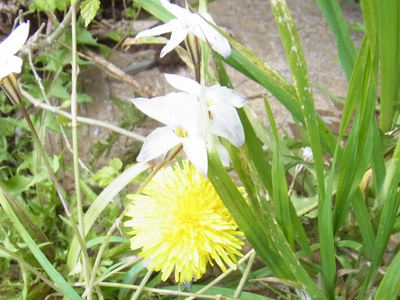 ハナニラとたんぽぽ