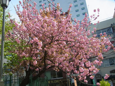 八重桜