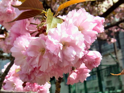 八重桜のアップ