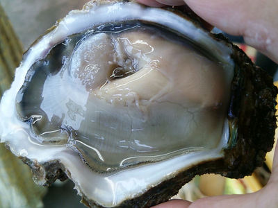岩牡蠣