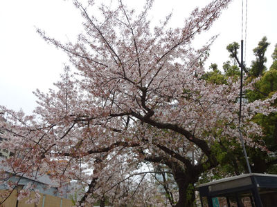錦糸公園入口の桜