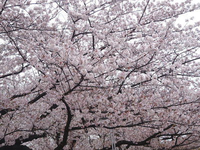 錦糸公園の桜