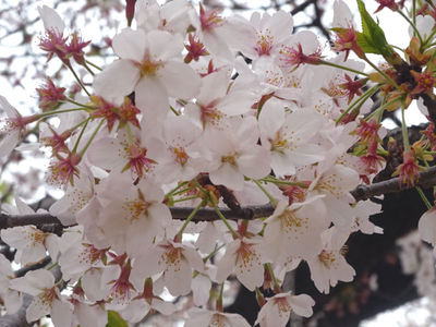 錦糸公園の桜 アップ