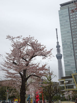 桜とスカイツリー