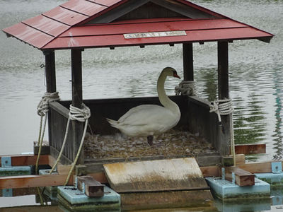 丸亀城お堀の鳥