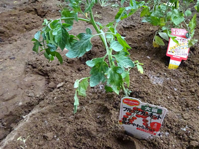 フルーツトマト