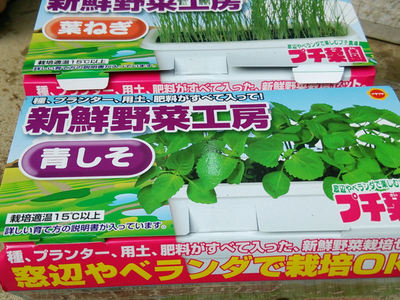 新鮮野菜工房 プチ菜園 葉ねぎと青しそ