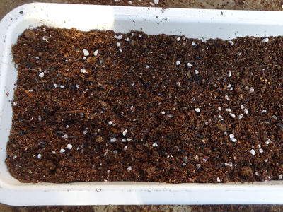 新鮮野菜工房 種をまいたところ