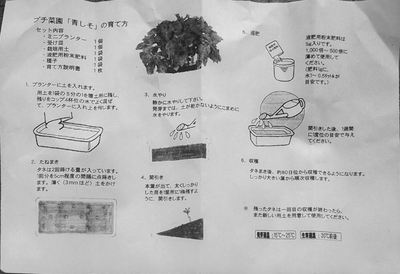 新鮮野菜工房 育て方