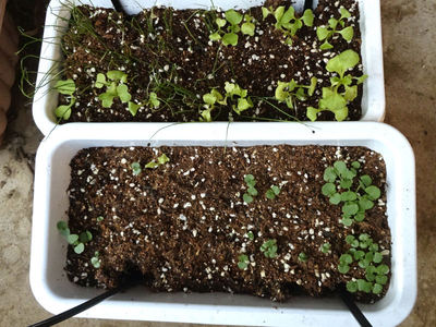 新鮮野菜工房 プチ菜園 芽が出てきました