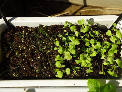 葉ねぎとベビーリーフ