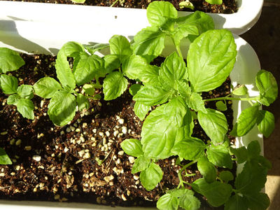 新鮮野菜工房 プチ菜園 青しそ