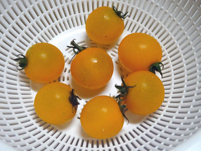 イエローミニトマト