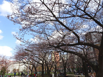 錦糸公園の桜 その1
