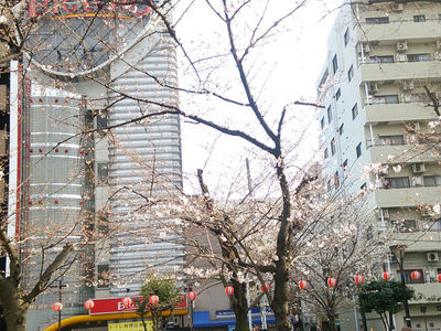 錦糸公園の桜 その2