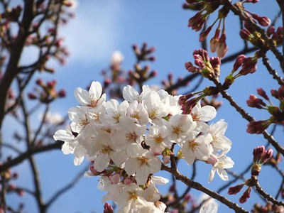 錦糸公園の桜 アップ