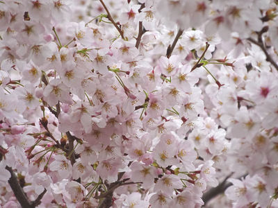 さくら公園の桜 アップ